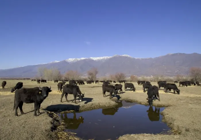 Framed Print : Domesticated Water Buffalo, Lake Kerkini Greece winter