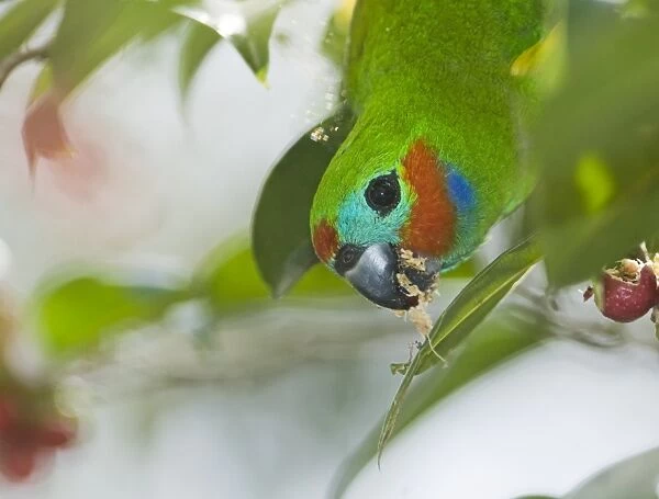 Double-eyed Fig Parrot (Dwarf Fig Parrot) Cyclopsitta diopthalma feeding on fig tree