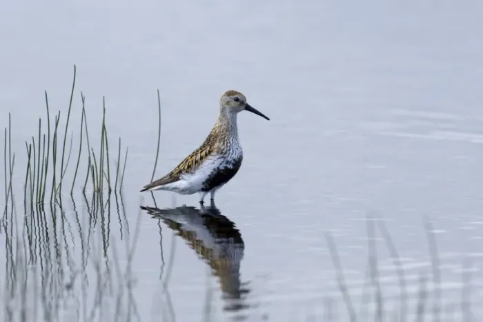 Framed Print : Dunlin Calidris alpina in breeding plumage Loch Funzie Fetlar Shetland summer Framed Print : Dunlin Calidris alpina in breeding plumage Loch Funzie Fetlar Shetland summer