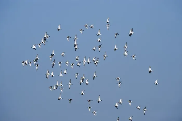 Framed Print : Dunlin Calidris alpina flock over scrape at Minsmere RSPB Reserve Suffolk April