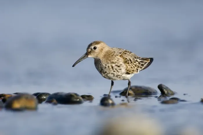 Framed Print : Dunlin Calidris alpina Snettisham Norfolk September Framed Print : Dunlin Calidris alpina Snettisham Norfolk September