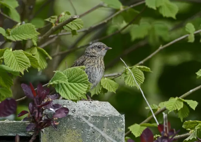 Framed Print : Dunnock juvenile in garden Norfolk May Framed Print : Dunnock juvenile in garden Norfolk May