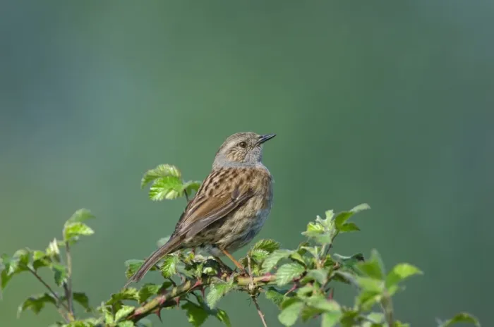 Framed Print : Dunnock Prunella modularis Norfolk spring Framed Print : Dunnock Prunella modularis Norfolk spring