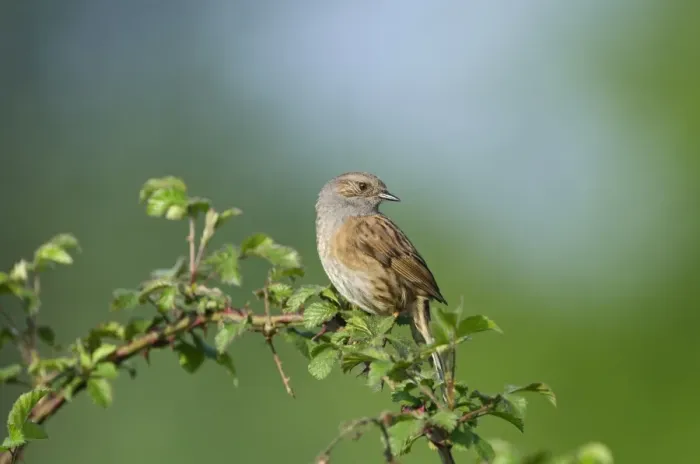 Framed Print : Dunnock Prunella modularis in song Norfolk spring Framed Print : Dunnock Prunella modularis in song Norfolk spring