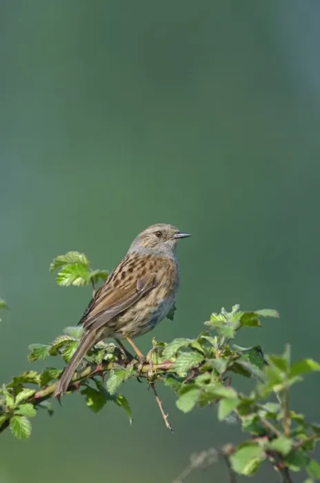 Framed Print : Dunnock Prunella modularis in song Norfolk spring Framed Print : Dunnock Prunella modularis in song Norfolk spring