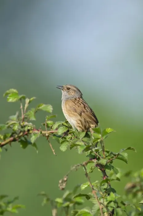 Framed Print : Dunnock Prunella modularis in song Norfolk spring Framed Print : Dunnock Prunella modularis in song Norfolk spring