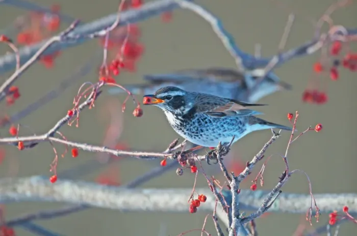 Framed Print : Dusky Thrush Turdus naumanni feeding on berries Kushiro Hokkaido Japan Framed Print : Dusky Thrush Turdus naumanni feeding on berries Kushiro Hokkaido Japan