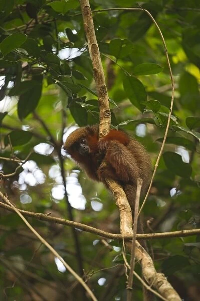Dusky Titi Monkey Peruvian Amazon nr Tambopata Peru