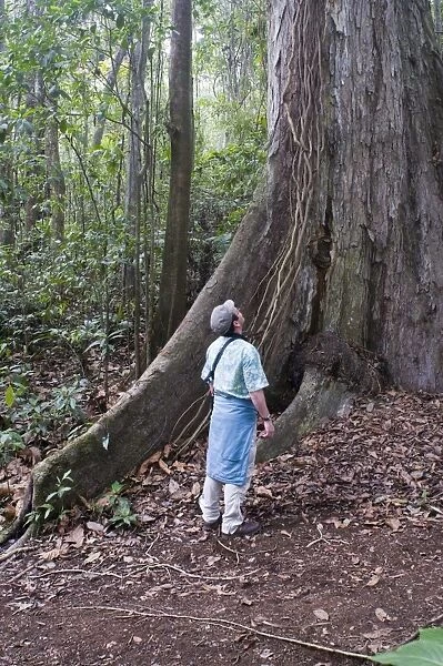 Dwarfed by a huge emergent tree in rainforest at Los Andes on the Pacific slope Guatemala