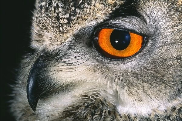 Eagle Owl, Bubo bubo, close up of eye