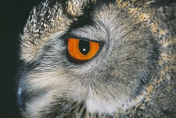 Eagle Owl, Bubo bubo, close up of eye