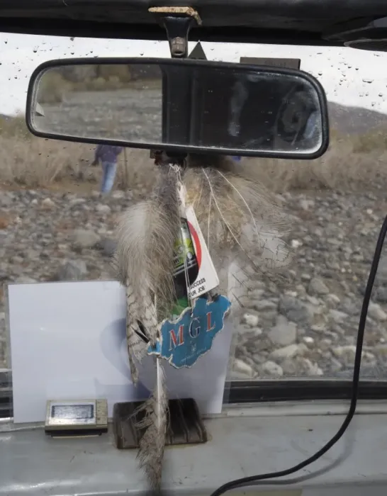 Framed Print : Eagle Owl Bubo bubo feathers hanging from rear view mirror these are a good luck Framed Print : Eagle Owl Bubo bubo feathers hanging from rear view mirror these are a good luck