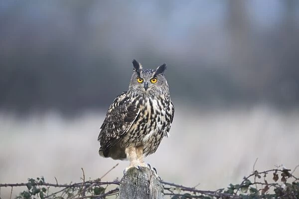 Eagle Owl Bubo bubo Glos UK (controlled)