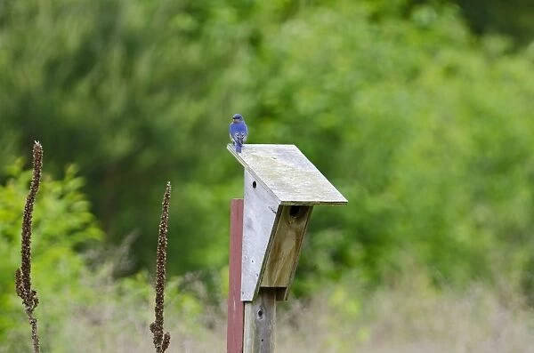 Eastern Bluebird, Sialia sialis at nest box Cape May New Jersey USA