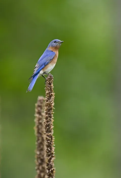 Framed Print : Eastern Bluebird, Sialia sialis at nest box Cape May New Jersey USA Framed Print : Eastern Bluebird, Sialia sialis at nest box Cape May New Jersey USA
