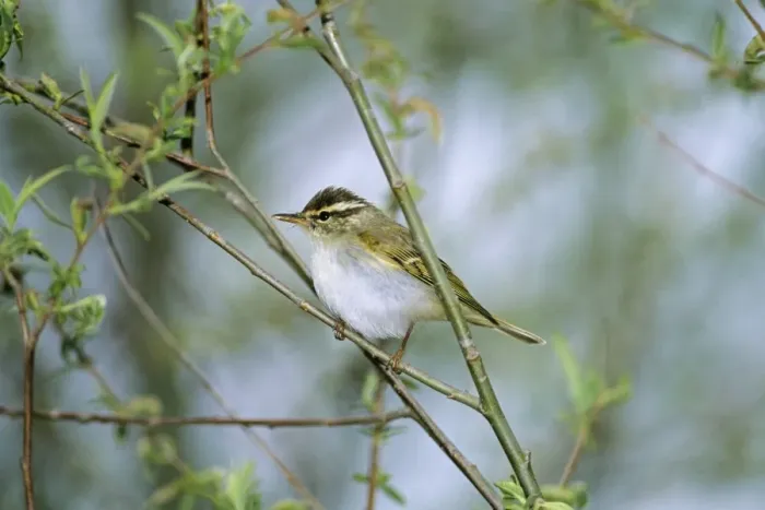 Framed Print : Eastern Crowned Warbler Beidaihe China May Framed Print : Eastern Crowned Warbler Beidaihe China May