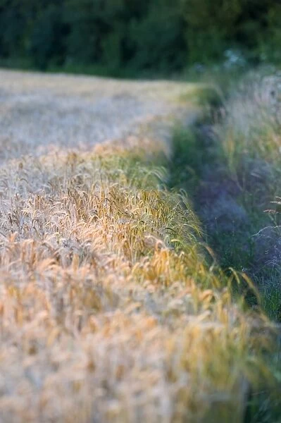 Edge of crop (Barley) and hedgerow Norfolk July