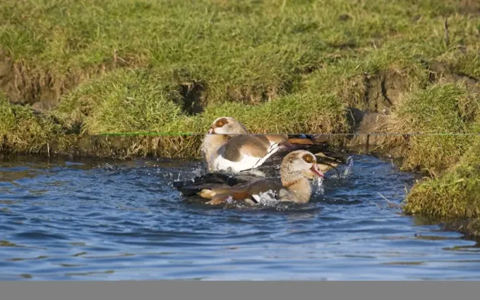 Framed Print : Egyptian Geese Alopochen aegyptiacus pair bathing Salthouse Norfolk Framed Print : Egyptian Geese Alopochen aegyptiacus pair bathing Salthouse Norfolk