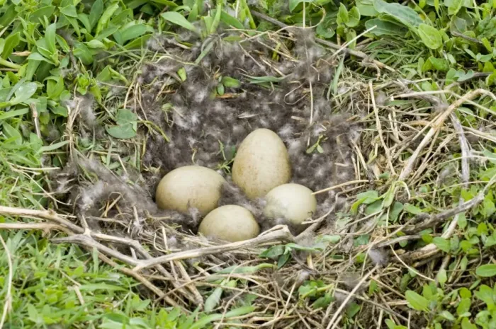 Framed Print : Eider Smateria mollissima nest and eggs on nest Inner Farne Farne Islands Northumberland