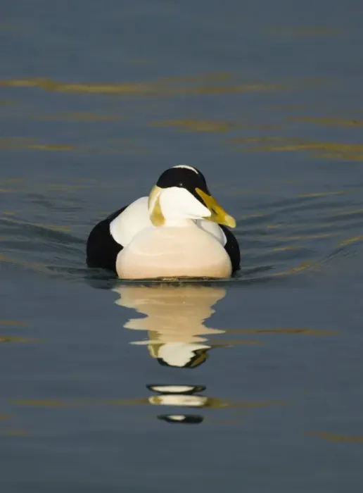 Framed Print : Eider Somateria mollissima drake in Seahouses Harbour Northumberland UK winter