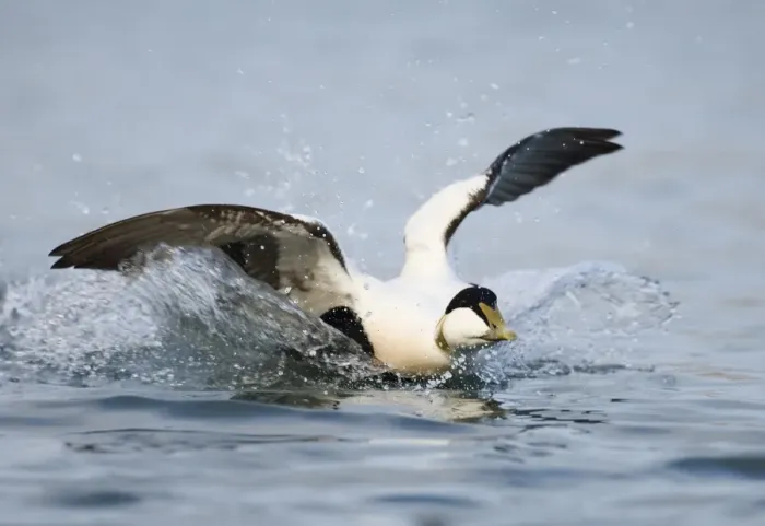 Framed Print : Eider Somateria mollissima male landing Northumberland UK winter