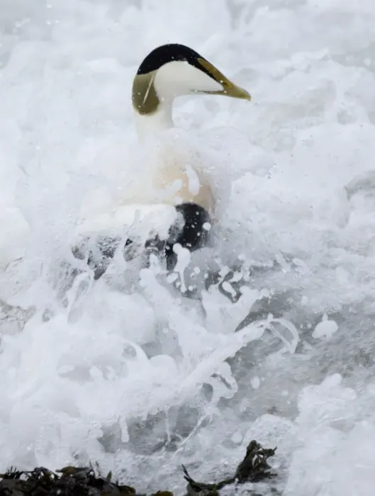 Framed Print : Eider Somateria mollissima male in the surf Northumberland winter