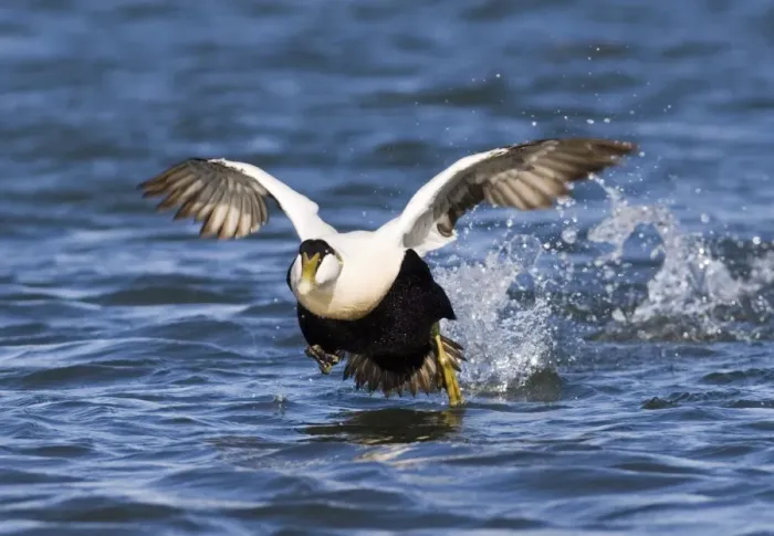 Framed Print : Eider Somateria mollissima male taking off Northumberland spring
