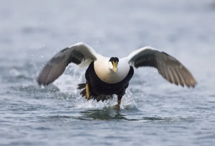 Framed Print : Eider Somateria mollissima male taking off Northumberland UK winter