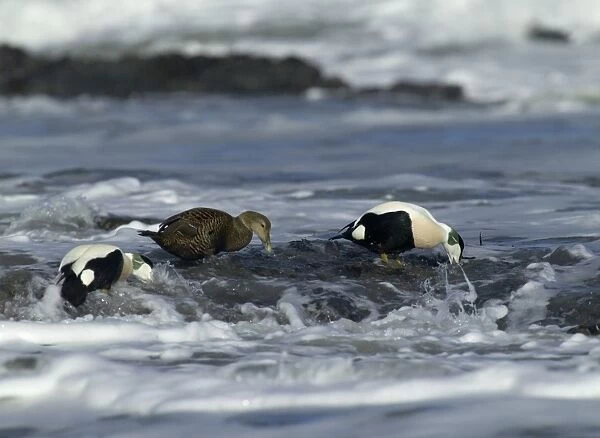 Eiders Somateria mollissima feeding on mussels in the surf Northumberland, winter