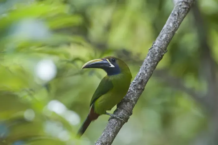 Framed Print : Emerald Toucanet Aulacorrhynchus prasinus Savegre Costa Rica Framed Print : Emerald Toucanet Aulacorrhynchus prasinus Savegre Costa Rica