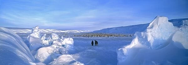 Emperor Penguin, Aptenodytes forsteri, colony at the Dawson-Lambton Glacier, Weddell Sea