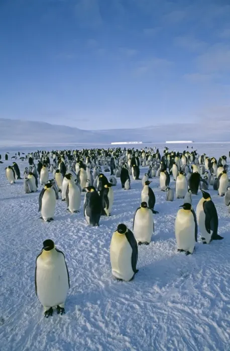 Framed Print : Emperor Penguin, Aptenodytes forsteri, colony, Dawson Lambton Glacier, Weddell Sea