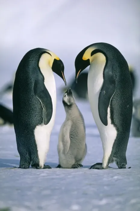 Framed Print : Emperor Penguin, Aptenodytes forsteri, , Weddell Sea, Antarctica Framed Print : Emperor Penguin, Aptenodytes forsteri, , Weddell Sea, Antarctica