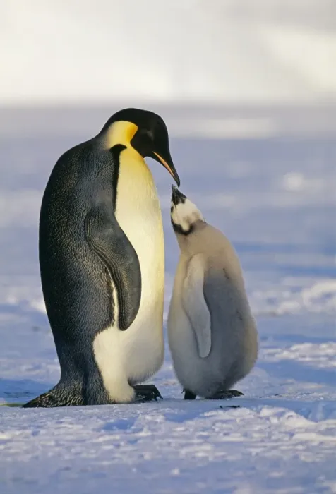 Framed Print : Emperor Penguin, Aptenodytes forsteri, with chick, Weddell Sea, Antarctica Framed Print : Emperor Penguin, Aptenodytes forsteri, with chick, Weddell Sea, Antarctica