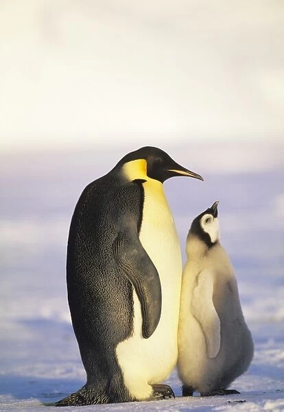 Emperor Penguin, Aptenodytes forsteri, Weddell Sea, Antarctica