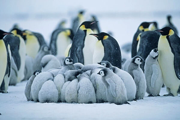 Emperor Penguin, Aptenodytes forsteri, Weddell Sea, Antarctica