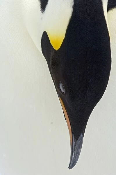 Emperor Penguin Aptenodytes forsteri adult Snow Hill Island Antarctica November