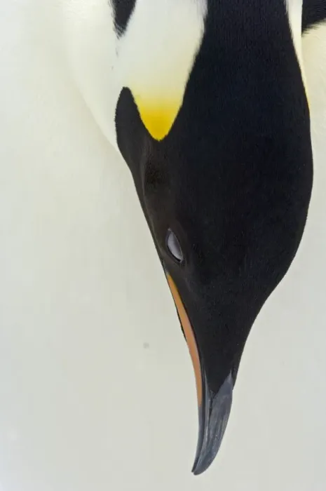 Framed Print : Emperor Penguin Aptenodytes forsteri adult Snow Hill Island Antarctica November Framed Print : Emperor Penguin Aptenodytes forsteri adult Snow Hill Island Antarctica November