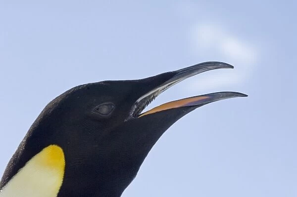Emperor Penguin Aptenodytes forsteri calling Snow Hill Island Antarctica November