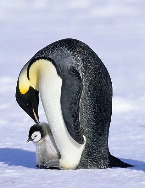 Emperor Penguin Aptenodytes forsteri Cape Crozier Ross Sea Antarctica