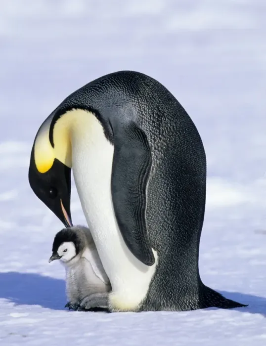 Framed Print : Emperor Penguin Aptenodytes forsteri Cape Crozier Ross Sea Antarctica Framed Print : Emperor Penguin Aptenodytes forsteri Cape Crozier Ross Sea Antarctica