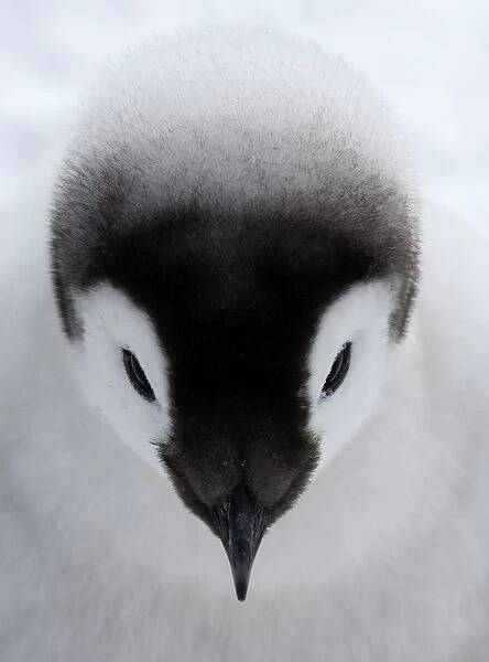 Emperor Penguin Aptenodytes forsteri chick at colony Snow Hill Island Antarctica November