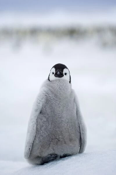 Emperor Penguin Aptenodytes forsteri chick at colony Snow Hill Island Antarctica November