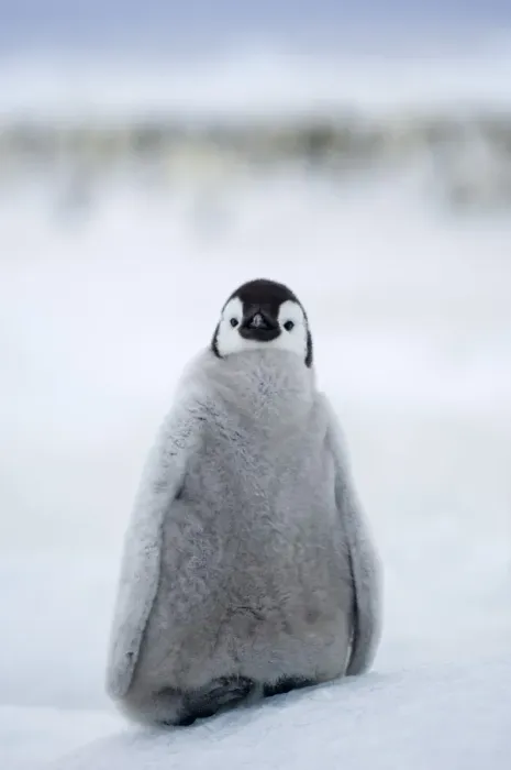 Framed Print : Emperor Penguin Aptenodytes forsteri chick at colony Snow Hill Island Antarctica November Framed Print : Emperor Penguin Aptenodytes forsteri chick at colony Snow Hill Island Antarctica November