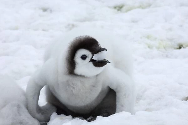Emperor Penguin Aptenodytes forsteri chick eating snow Snow Hill Island Weddell Sea