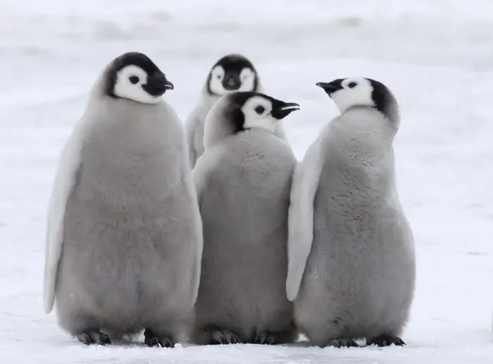 Framed Print : Emperor Penguin Aptenodytes forsteri chicks Snow Hill Island Weddell Sea Antarctica Framed Print : Emperor Penguin Aptenodytes forsteri chicks Snow Hill Island Weddell Sea Antarctica