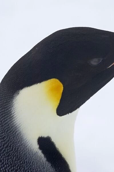 Emperor Penguin Aptenodytes forsteri colony Snow Hill Island Antarctica November