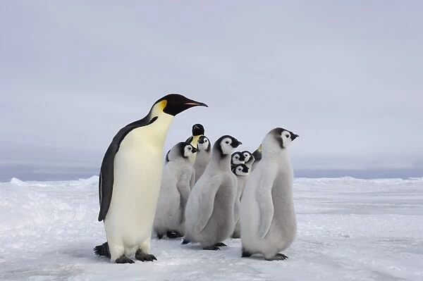 Emperor Penguin, Aptenodytes forsteri Snow Hill Island Weddell Sea Antarctica November