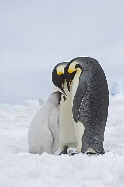 Emperor Penguin Aptenodytes forsteri Snow Hill Island Weddell Sea Antarctica November