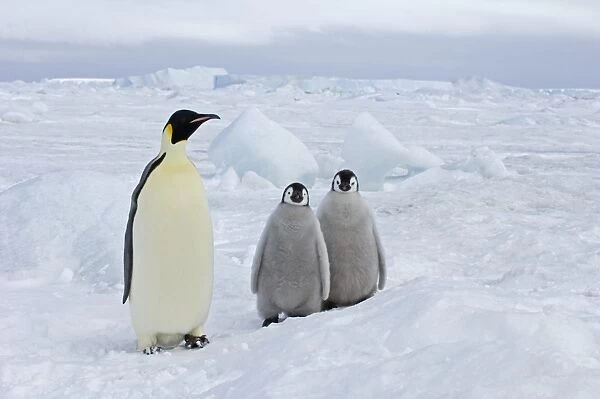 Emperor Penguin Aptenodytes forsteri Snow Hill Island Weddell Sea Antarctica November